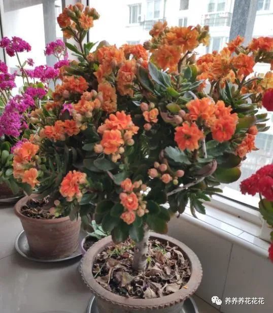养不好长寿花,剪根枝插到落地生根上,一开花就爆盆,想