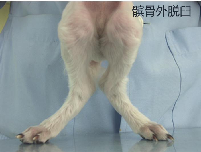 《狗狗的常见病-髌骨脱位》之:髌骨脱位的"伤级评定"