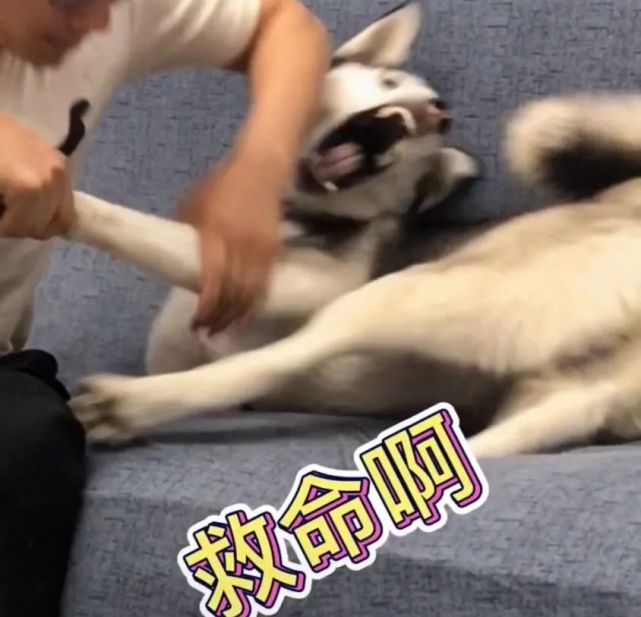 最后,一副"自闭"的受伤表情,或许二哈是在思考,它该不该去宠物医院打