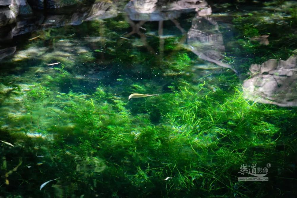 再来一张池水特写,水藻浮动,水面有一片落叶,周边岩石倒映水中