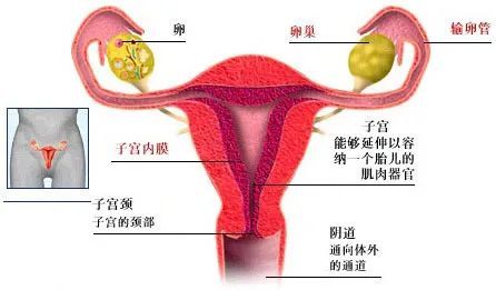 子宫壁有三层结构,从内到外分别是子宫内膜,子宫肌层和子宫浆膜.