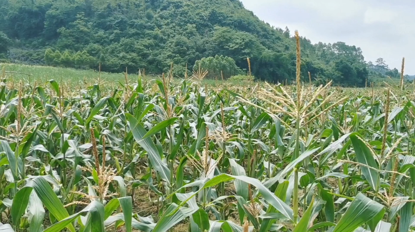 干货!玉米大豆带状复合种植技术指导意见