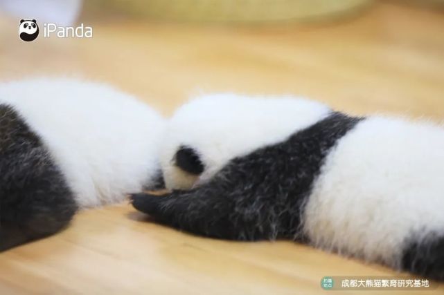 2月龄萌宝熊猫上线,解锁5g低时延"吸猫"新姿势