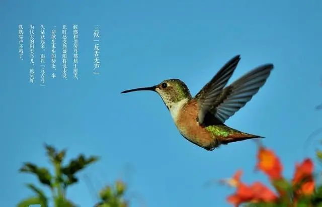 【花开松外新城传统文化】二十四节气之芒种