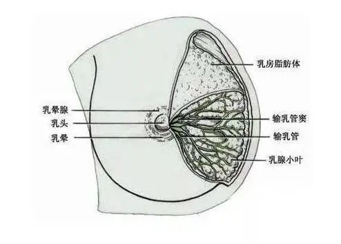 胸部出现"小酒窝,当心是乳腺肿瘤!