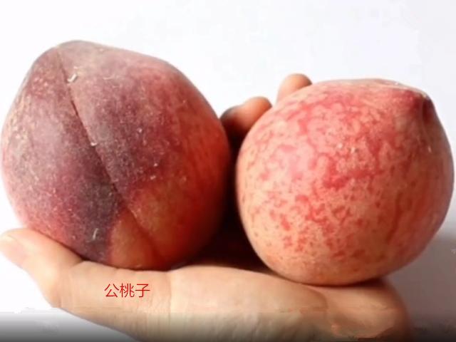 桃子也是有公母的,我们可以仔细观察一下桃子,桃子连着叶子的地方都