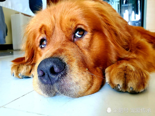 主人上厕所没带纸，呼唤爱犬帮忙，结果狗狗的表现，让她尴尬了