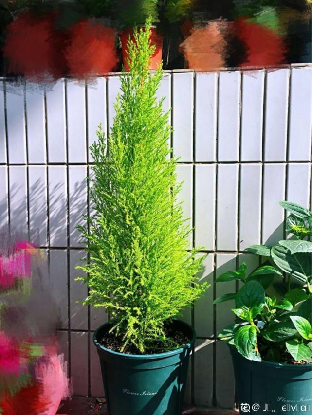 花友种在家门口多年的花,全被人折了,因为不吉利?