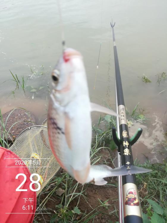 夏天钓鲮鱼,梅州钓法是最佳钓法!