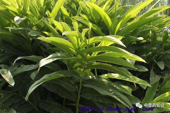 植物情况:多年生丛生草本原植物:大高良姜科