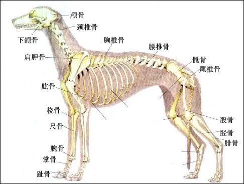 别再跟风了!这些抖音上爆火的视频都是在害狗