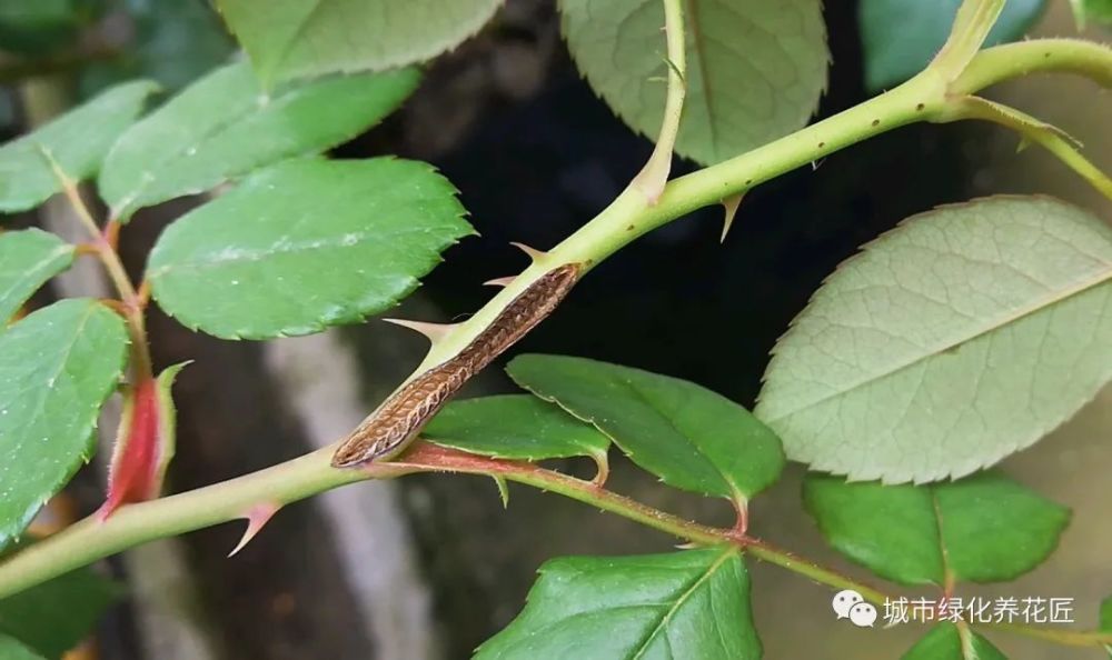 夏季养月季花盆栽你认识叶蜂虫害吗看图识别叶蜂和茎蜂