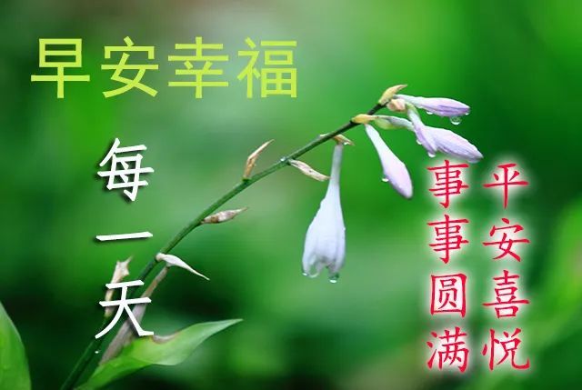 6月最新漂亮早上好问候动态鲜花图带字 最美早安问候