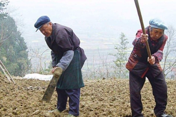 农村老人80岁还要种地,是对土地的依恋还是讨生活,你