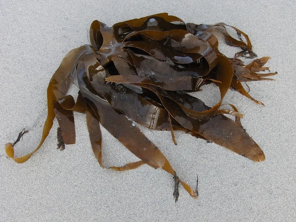 这种“长寿菜”要多吃，抗血栓、降三高、防痴呆………但有个部位最好别碰