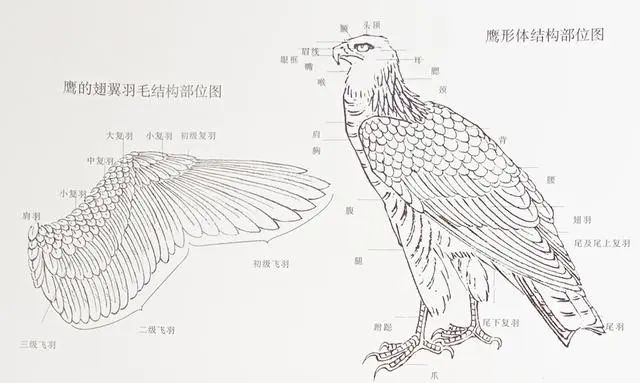 鹰的写意画法"中国画教程"