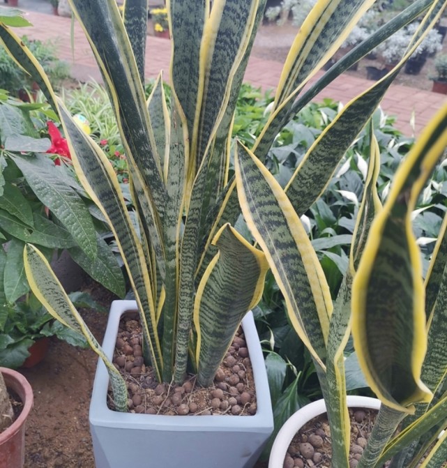 让虎皮兰长新叶,需掌握好3个关键点,植株长得旺,不断图片