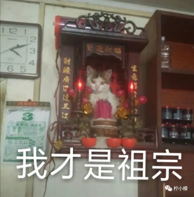 猫:别看了,我是祖宗 小鱼干麻溜拿上来