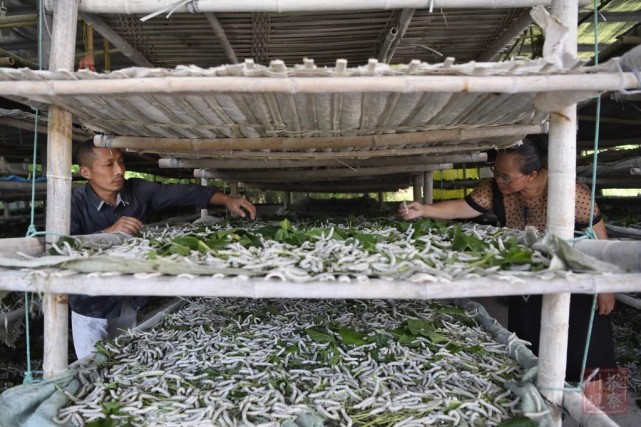 一截竹片,见证养蚕20年|杨加荣|春蚕|管家村