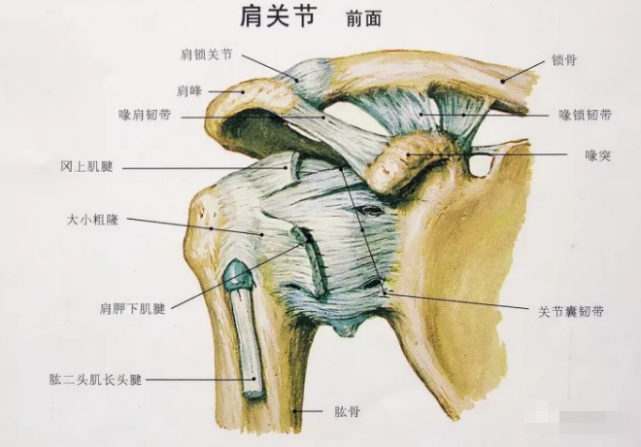 肩关节的结构