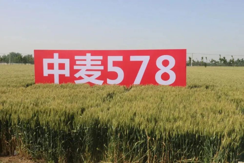 小麦亩产841.5公斤,不是吹的!