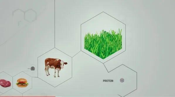 素食者联盟：素食运动健将打败肉食，不敢吃肉？