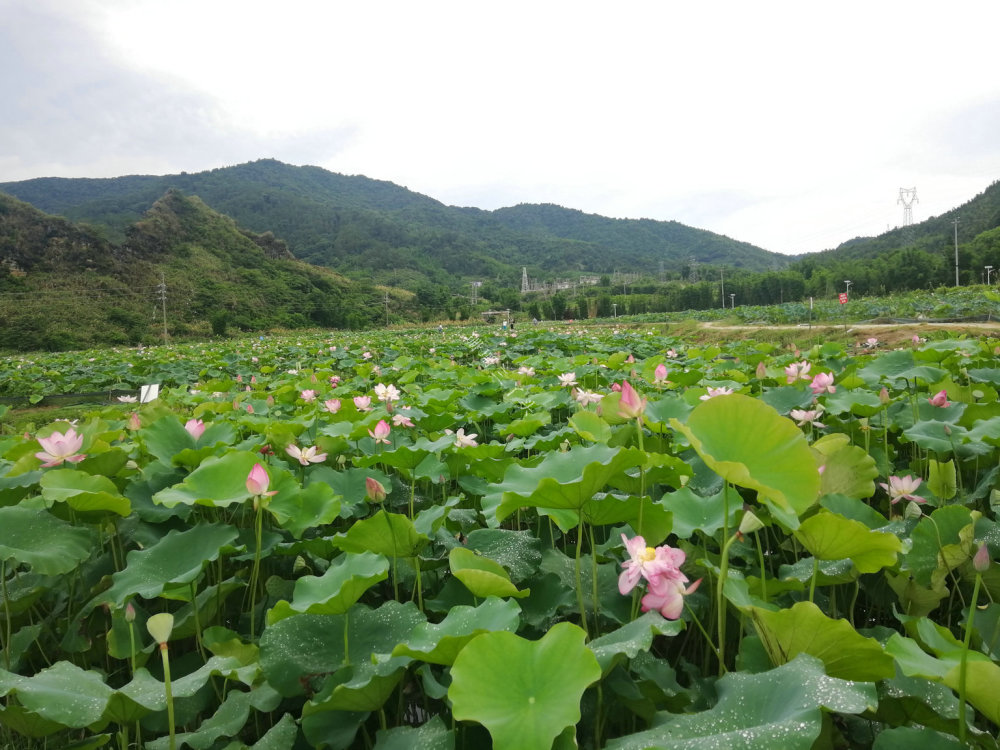 广州郊外"连绵山脉"前的荷花田,门票由免费变10元,你来吗?