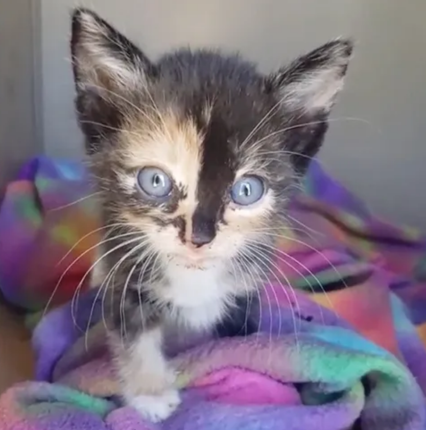 小猫咪与妈妈走散，刚钻出草丛就偶遇女子，奔向幸福的样子真讨喜