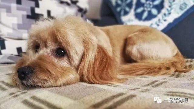狗狗睡姿大解读，中三个以上，说明它很爱你