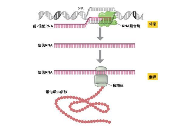 生命起源比想象得更复杂,科学家认为"原始汤"中有dna和rna