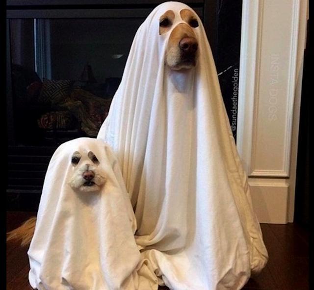 主人剪了两块白布给狗狗披上,看起来好像是幽灵一样
