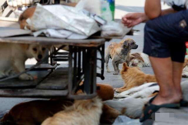 上千只狗狗躺在街上，到底发生了什么？看完莫名心酸！