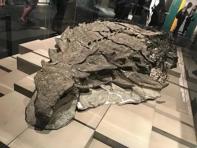 这只甲龙会挑食：迄今最完好胃化石，呈现恐龙死前大餐