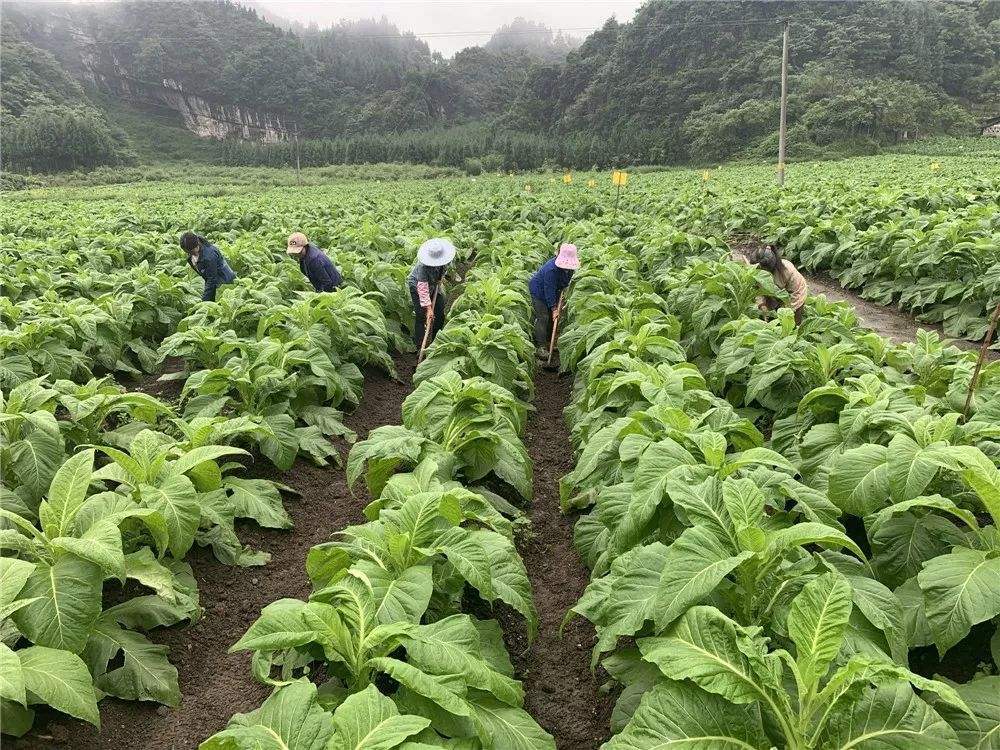 香烟涨价甚至卖断货,农民大面积种烟可行么?切忌跟风不赚反亏!