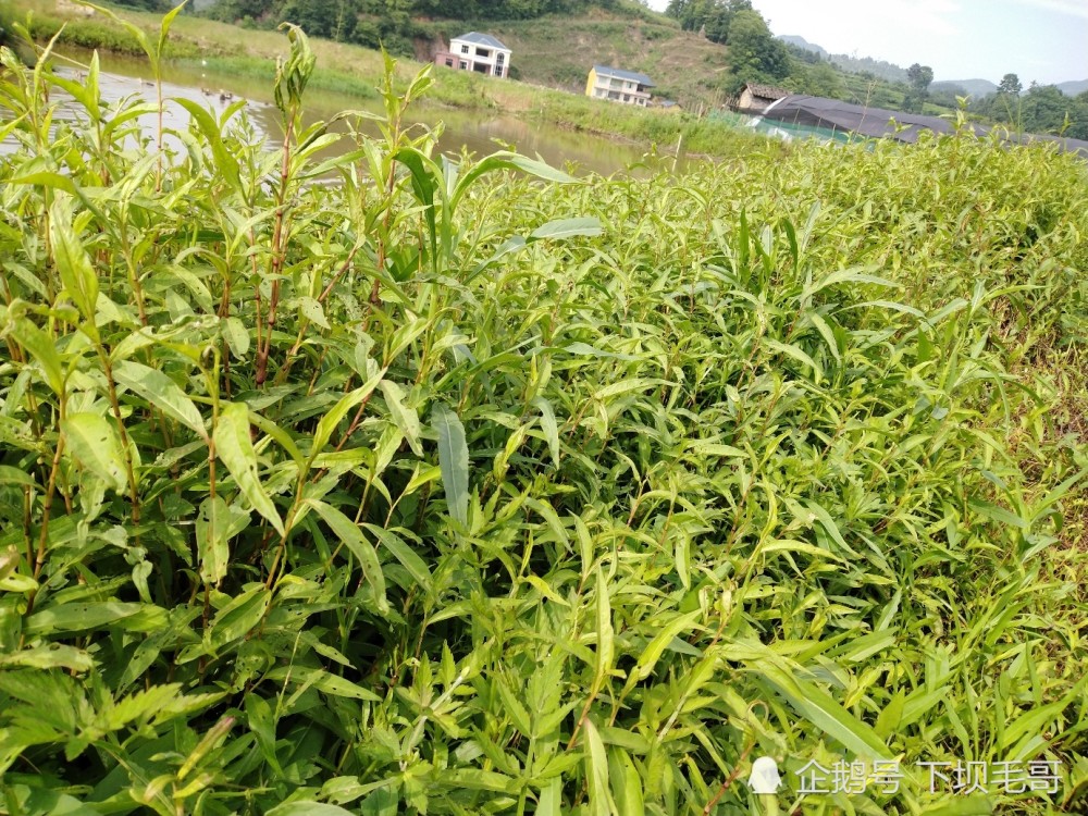 农村常见的辣蓼草,少见的水陆两栖植物,不仅可做酒曲还能泡柿子
