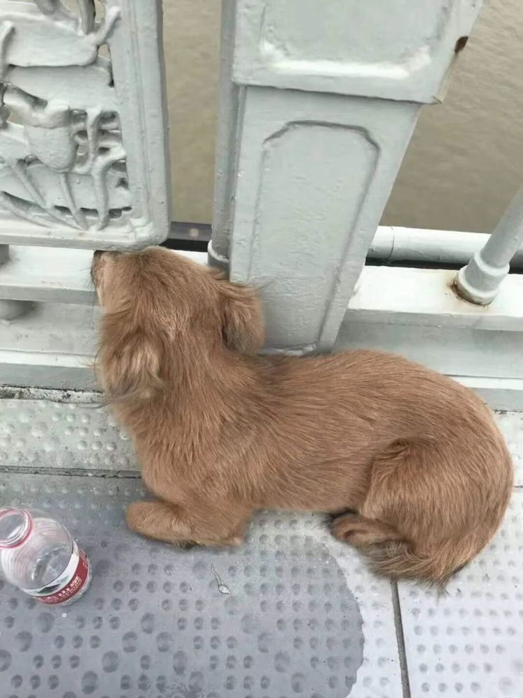 泪崩！主人跳江轻生，狗狗趴桥上痴望江水几天不走……太忠心，不接受救助