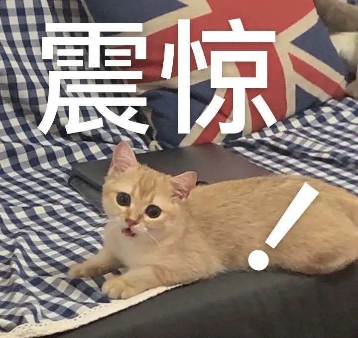 50平米66只猫！上海夫妻搬家把房让给猫！邻居：我们太难了！