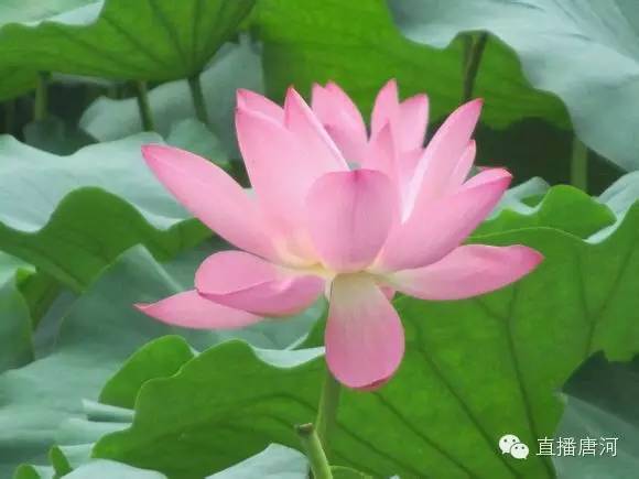 成语什么花艳_成语故事手抄报