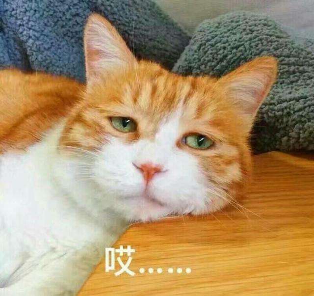 萌猫生气超凶的那种哦表情包