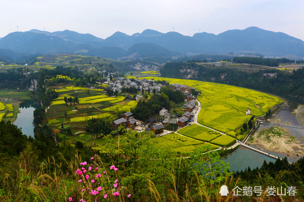 贵州遵义:长碛古寨景区千亩油菜花盛开景色优美