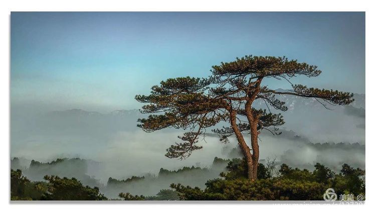 山多松柏,郁郁苍苍.