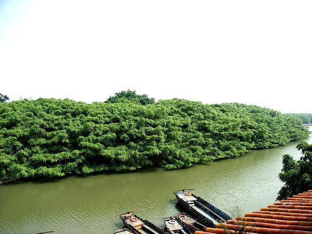 鸟的天堂:一座泥墩,一棵榕树独木成林,成千上万只鸟在树上栖息