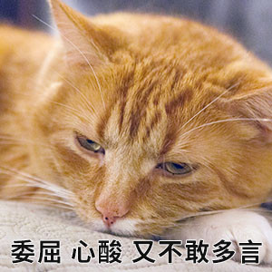 可爱猫咪表情包