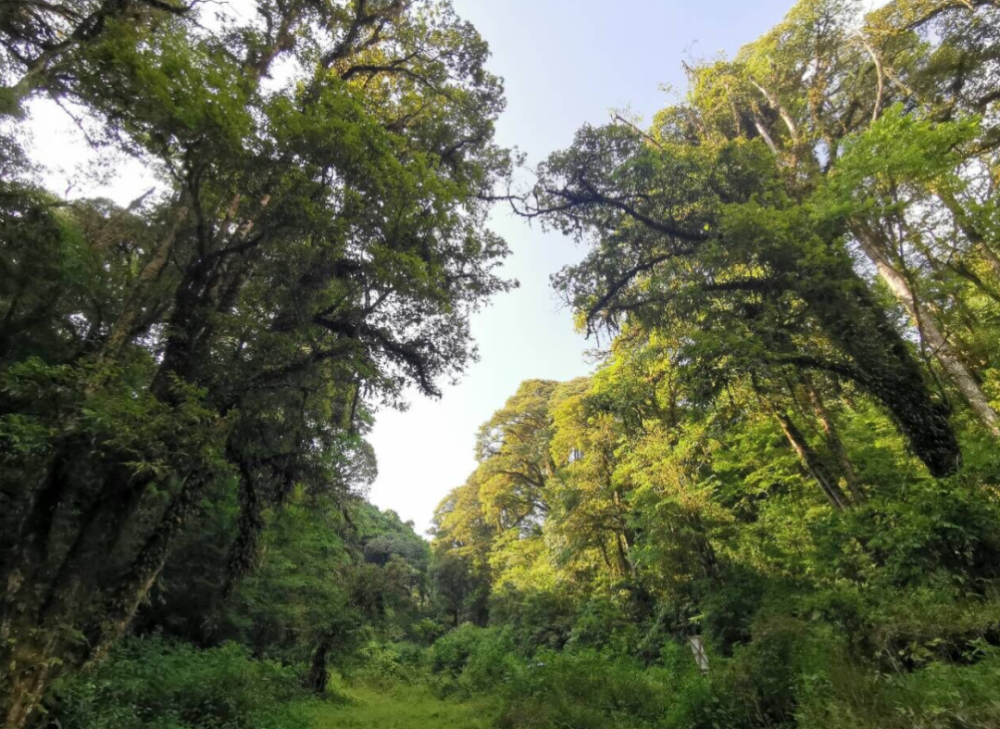 文山古林箐原始森林