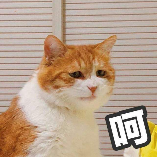 只要喜欢猫,你就不会介意猫咪偶尔的弱智.