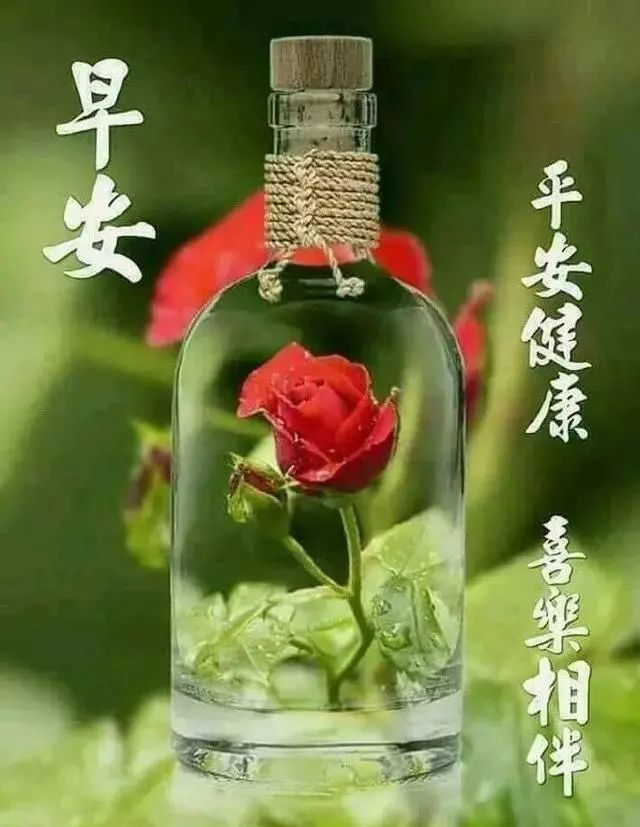 早安带文字温馨问候大家早上好图片全集,温馨早上好问候语最美祝福送