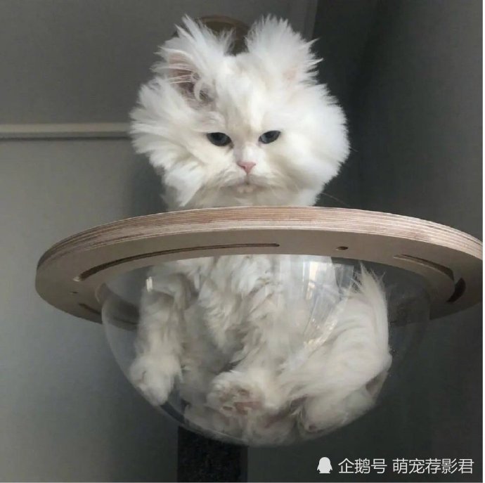从状态看,这是一只刚刚起床的小懒猫,依旧睡意绵绵,萌萌哒