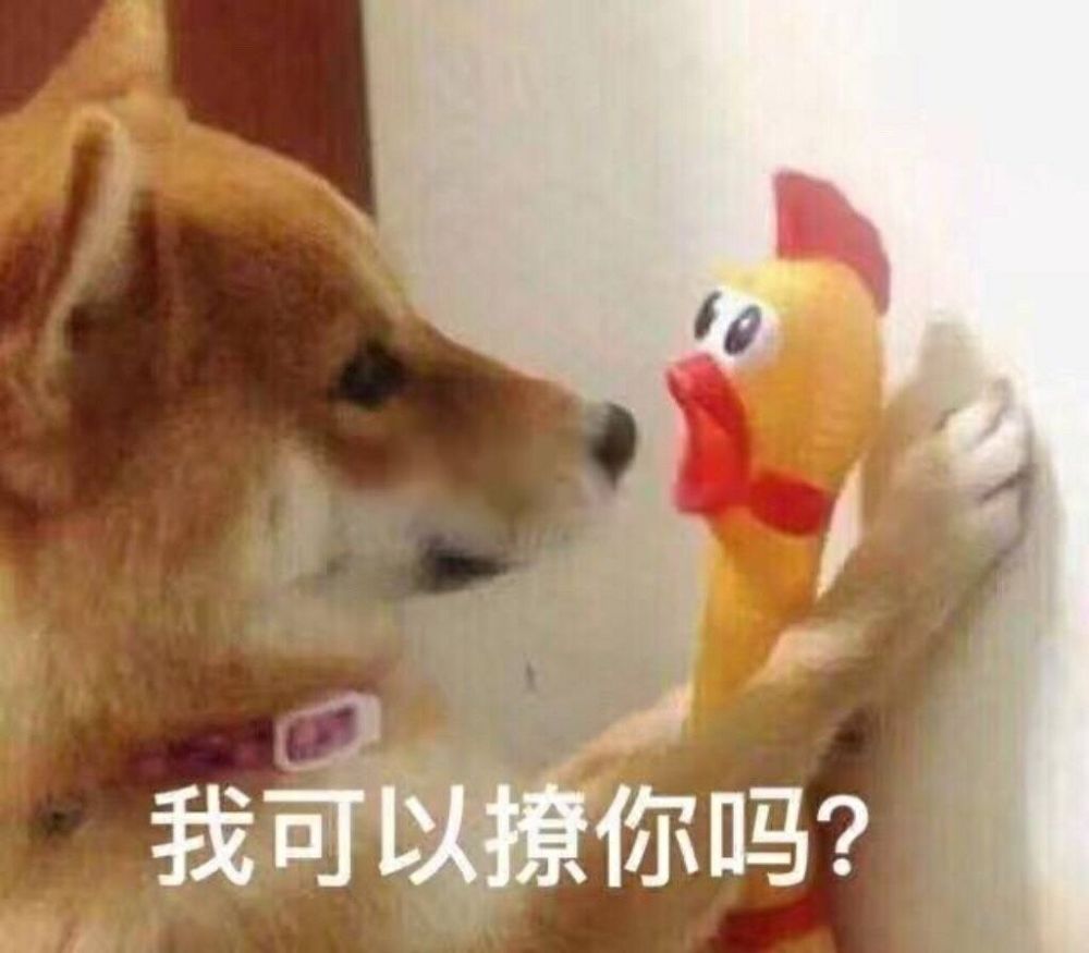 表情包 我心爱的狗东西在嘛?