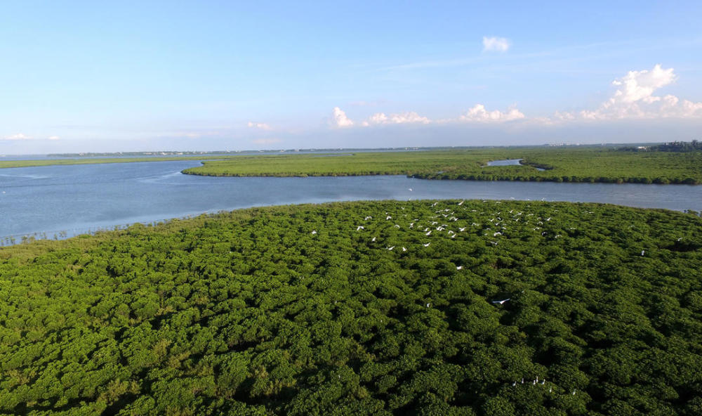 海南东寨港国家级自然保护区红树林   摄影 冯尔辉