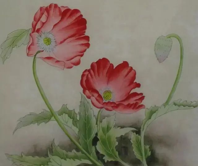 【国画教程】工笔虞美人花画法